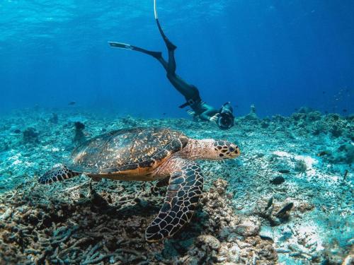 Bliss-Dhigurah-Zams-Maldives10