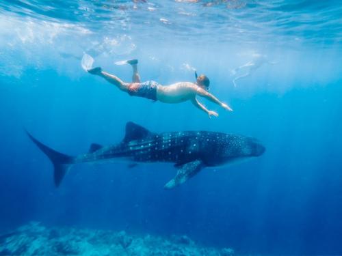 Bliss-Dhigurah-Zams-Maldives15